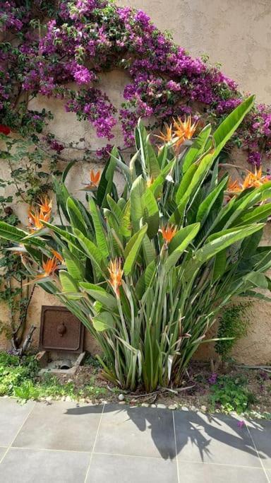 Appartement En Rez De Jardin Et Terrasse Ds Villa Hyères Extérieur photo